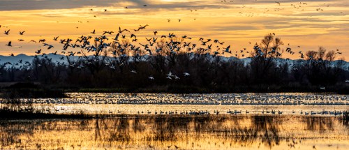 A serene wetland at sunset, filled with flying birds and reflections on the water's surface.