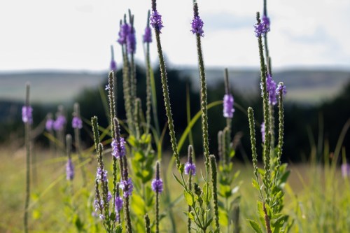 A field of tall green plants with vibrant purple flowers under a cloudy sky.