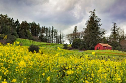 A vibrant field of yellow flowers surrounds a red barn on a hillside, with trees and cloudy skies in the background.