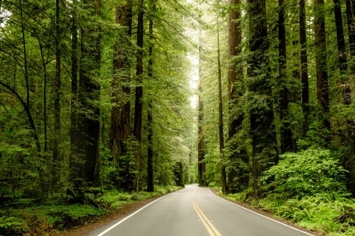 A winding road through a lush, green forest of tall redwood trees. Sunlight filters through the canopy above.