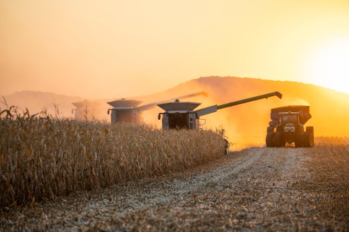 Harvesting machines work in a cornfield at sunset, with golden light illuminating the scene and hills in the background.
