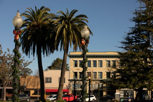 A sunny street scene featuring palm trees, decorative lampposts, and a historic building in the background.
