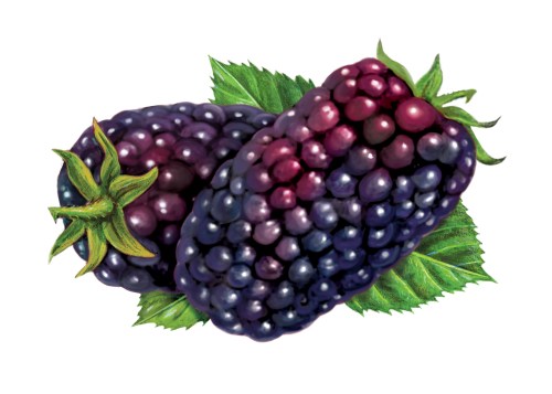Two ripe blackberries with green leaves, showcasing their deep purple and black hues.