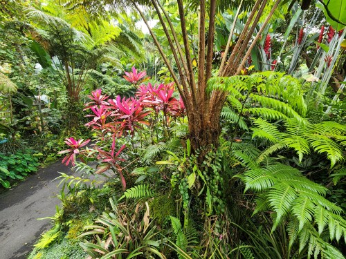 Lush tropical garden with vibrant pink plants, ferns, and tall trees, creating a dense, green landscape.