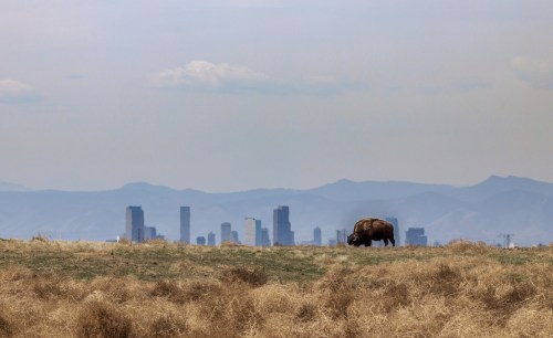 A bison grazes in a grassy field with a city skyline and mountains in the background under a cloudy sky.