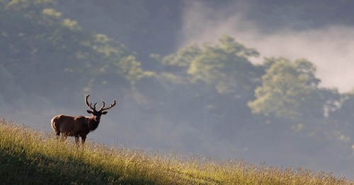 A stag stands on a grassy hillside, silhouetted against a misty forest backdrop.