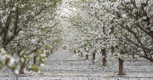 Blossoming trees in an orchard, covered in white flowers, creating a serene and picturesque landscape.