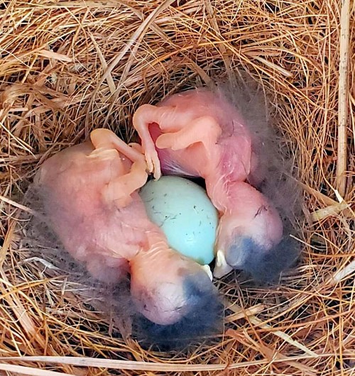 Two tiny, featherless chicks curled up beside a single blue egg in a nest of straw.