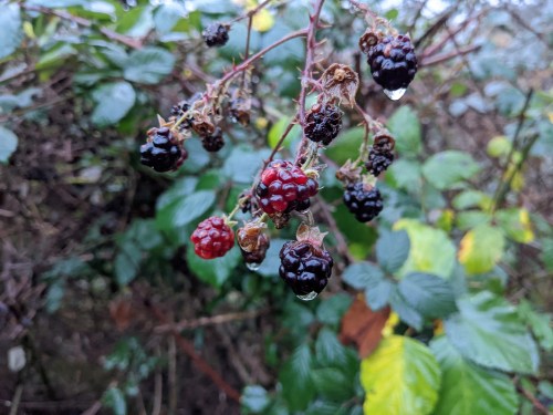 A close-up of blackberries on a thorny branch, glistening with water droplets against a backdrop of green leaves.