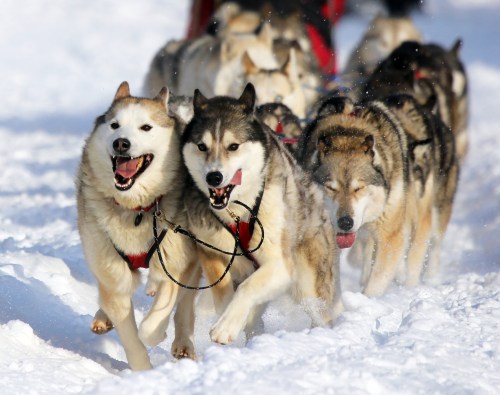 A team of sled dogs runs through the snow, showcasing their energy and excitement.