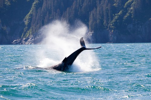 A whale breaches the surface of the water, creating a spray against a backdrop of green hills and trees.
