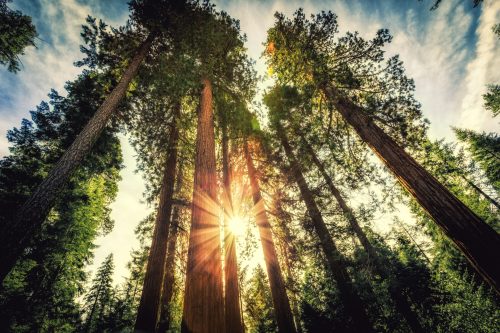 Tall trees reaching towards the sky, with sunlight filtering through the branches in a lush forest.