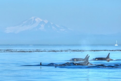 A pod of orcas swims in calm waters with a snow-capped mountain in the background.