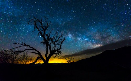 A silhouette of a barren tree against a starry night sky with the Milky Way and a glowing horizon.