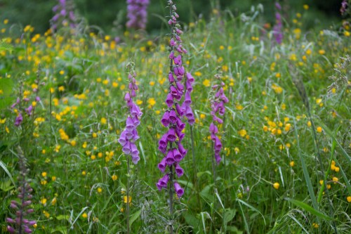 A vibrant field of purple foxgloves and yellow wildflowers amidst lush green grass.
