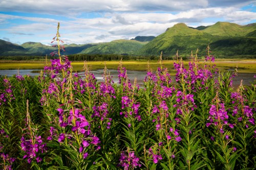 Vibrant purple flowers in a lush landscape with mountains and a river under a blue sky.
