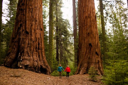 Two people walk hand in hand between towering redwood trees in a lush forest.