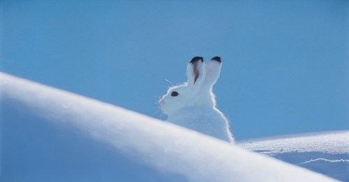 A white rabbit with black-tipped ears peeks over a snowy hill against a blue sky.
