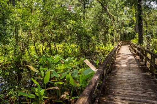 A wooden boardwalk winds through lush greenery and tropical plants in a serene, natural setting.