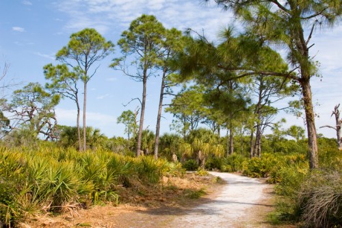A sandy path winds through a lush, green landscape of tall trees and shrubs under a clear blue sky.