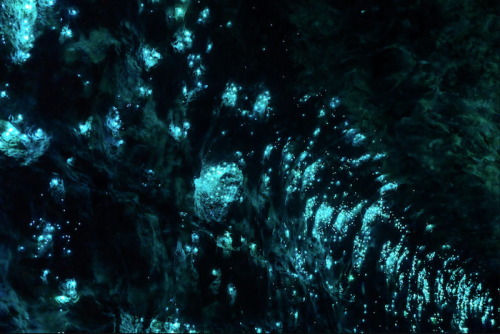 A mesmerizing view of glowing blue bioluminescent organisms in dark water, creating a starry, ethereal effect.