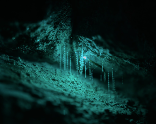 A dark cave scene illuminated by glowing blue formations hanging from the ceiling, creating an ethereal atmosphere.