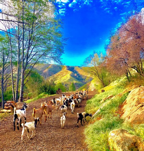 A herd of goats and sheep walking along a dirt path surrounded by green hills and trees under a bright blue sky.