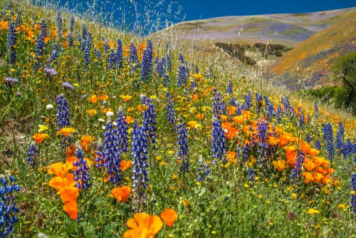 A vibrant hillside covered in colorful wildflowers, including orange poppies and blue lupines, under a clear blue sky.