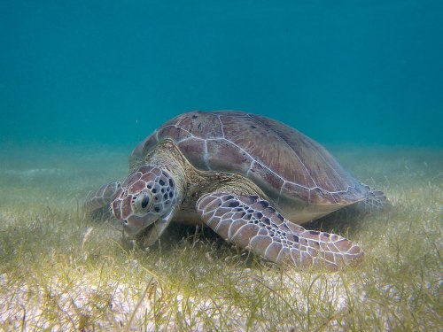 A sea turtle swimming gracefully over seagrass in clear blue water.
