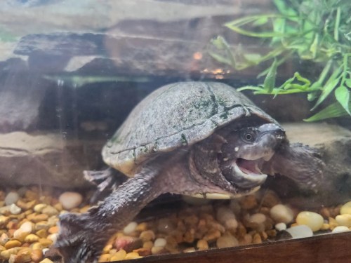 A turtle with a textured shell swimming in a tank among pebbles and aquatic plants.