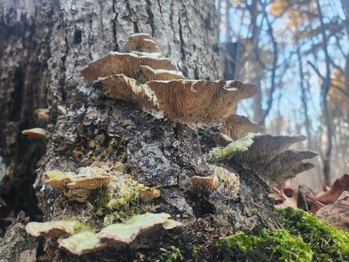 Close-up of layered mushrooms growing on a tree trunk in a forest, surrounded by moss and fallen leaves.