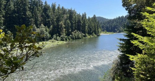 A serene river flows through a lush forest, surrounded by tall trees and a clear blue sky.