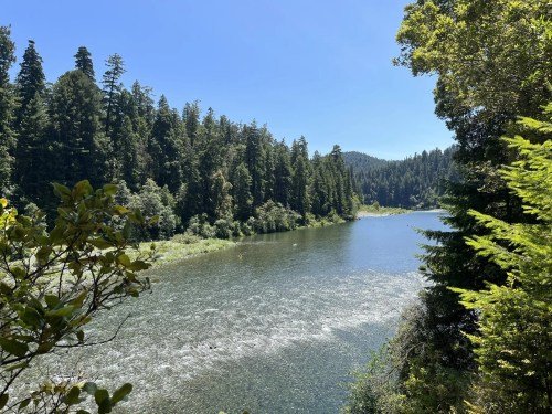 A serene river flows through a lush forest under a clear blue sky, surrounded by tall trees and greenery.