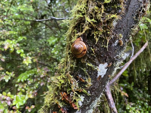 A brown and orange snail clings to a moss-covered tree trunk in a lush, green forest.