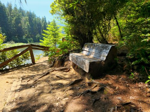 A rustic wooden bench sits by a serene river, surrounded by lush greenery and tall trees.