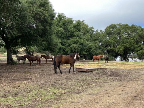 A group of horses grazing in a grassy area surrounded by trees under a cloudy sky.