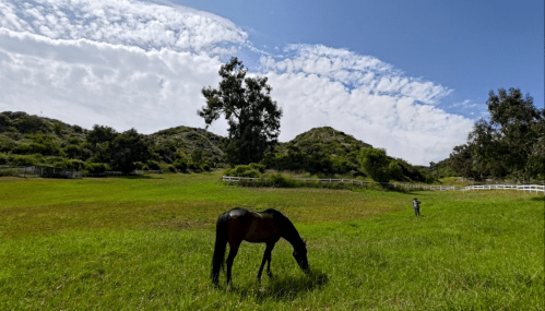 A horse grazes in a lush green field with hills and a person in the background under a blue sky with clouds.