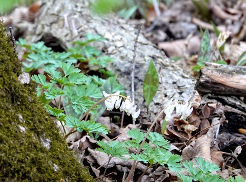 Delicate white flowers with green leaves growing among fallen leaves and mossy logs in a forest setting.