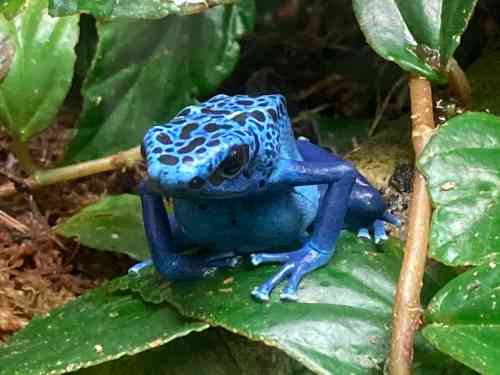 A vibrant blue poison dart frog resting on green leaves in a lush environment.