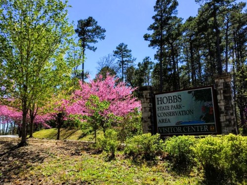 Sign for Hobbs State Park Conservation Area, surrounded by blooming pink trees and lush greenery.