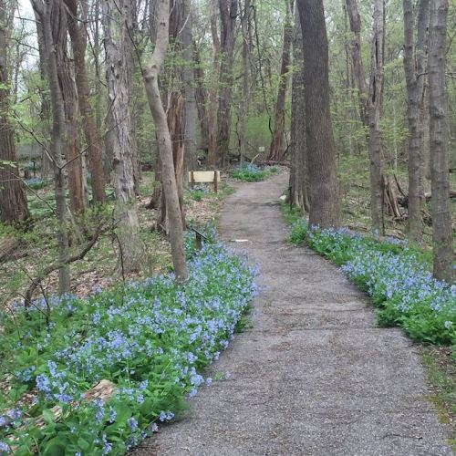 A winding path through a forest, lined with vibrant blue flowers and surrounded by trees.