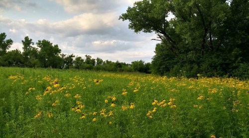 A vibrant field of yellow wildflowers under a cloudy sky, surrounded by lush green trees.