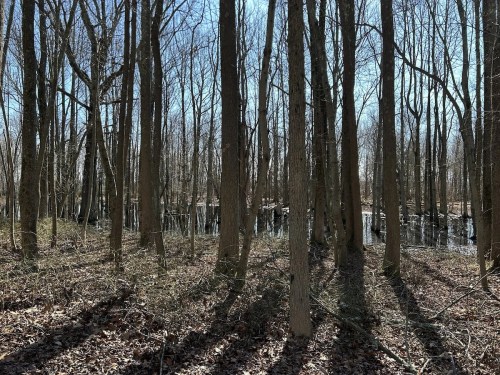 A serene forest scene with tall, bare trees casting long shadows over a small, reflective pond.