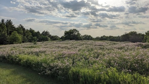 A lush field of wildflowers under a cloudy sky, surrounded by trees and greenery.