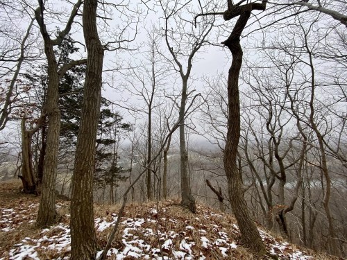 A foggy forest scene with bare trees and a dusting of snow on the ground, creating a serene, wintry atmosphere.