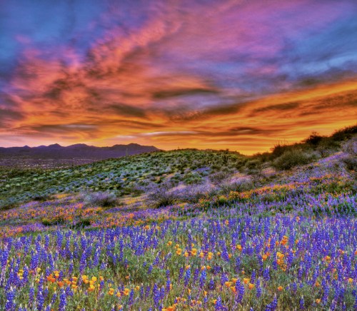 Vibrant sunset over a field of wildflowers, featuring purple and orange blooms against a colorful sky.