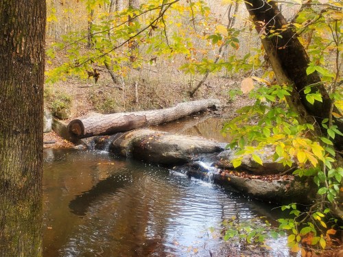 A serene forest scene with a calm stream, fallen logs, and colorful autumn leaves reflecting in the water.