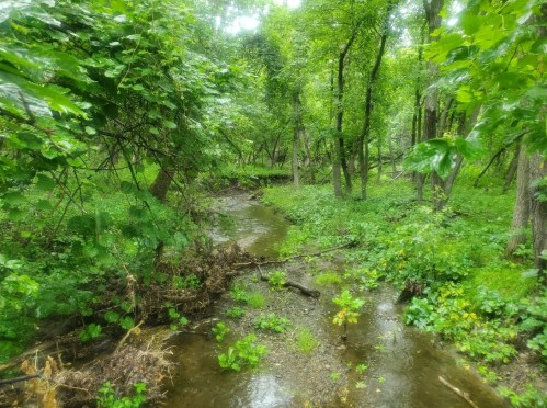 A serene forest scene with a small stream winding through lush green foliage and trees.