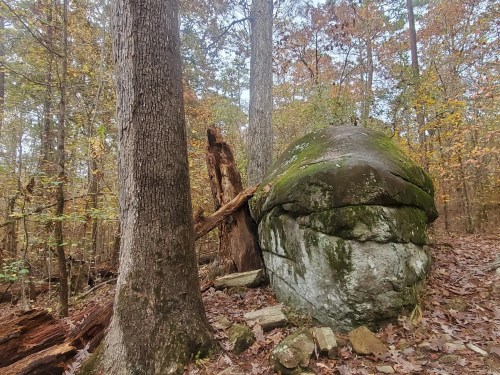 A moss-covered rock sits among trees in a forest with autumn foliage, surrounded by fallen leaves and branches.