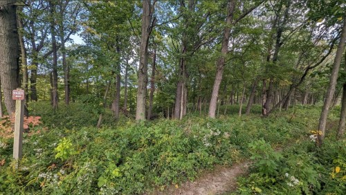 A wooded trail surrounded by lush greenery and tall trees under a clear blue sky.